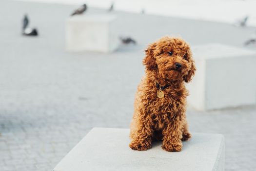Toy Poodle Breed Called Metti Sitting on Stone Cube Outdoors, Portrait of Redhead Small Dog