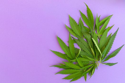Close up fresh cannabis leaves on purple background.