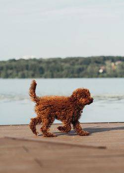 Small Redhead Dog, Toy Poodle Breed Walking Outdoors Near City Lake