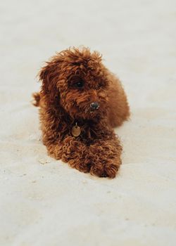 Beautiful Redhead Dog, Toy Poodle Breed Called Metti Laying on Sand Outdoors