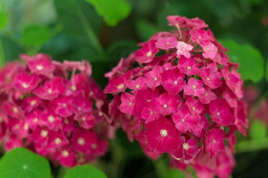 Close up light pink hortensia fresh flowers blur background