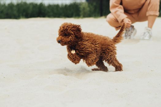 Beautiful Redhead Dog, Toy Poodle Breed Called Metti Jumping on Sand Outdoors