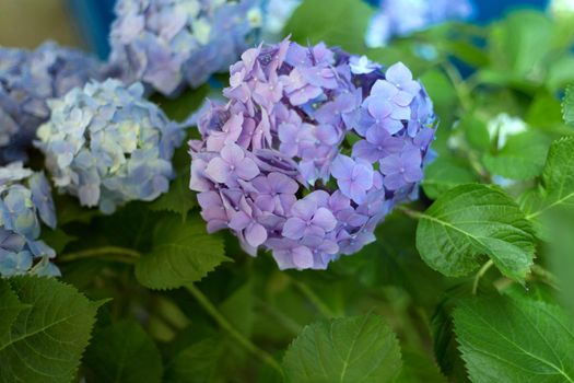 Fresh hortensia bright blue flowers and green leaves background