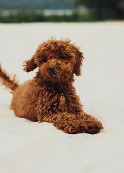 Portrait of Beautiful Redhead Dog, Toy Poodle Breed Called Metti Sitting on Sand Outdoors