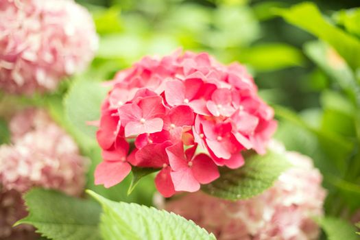 Fresh hortensia bright red flowers and green leaves background