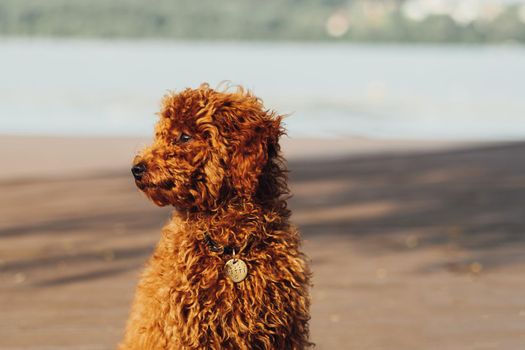 Close Up Portrait of Small Redhead Dog, Toy Poodle Breed Called Metti Looking Away Outdoors, Copy Space