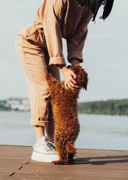 Redhead dog toy poodle walking with woman outdoors, female owner of little four paws pet