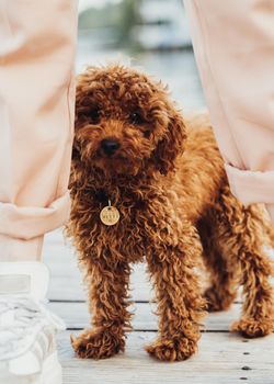 Cute little toy poodle called Metti is hiding behind owner's legs
