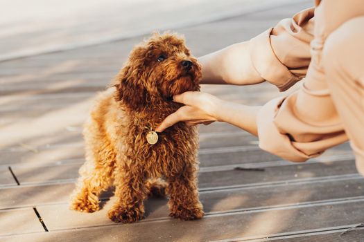 Beautiful redhead dog breed toy poodle called Metti with owner outdoors