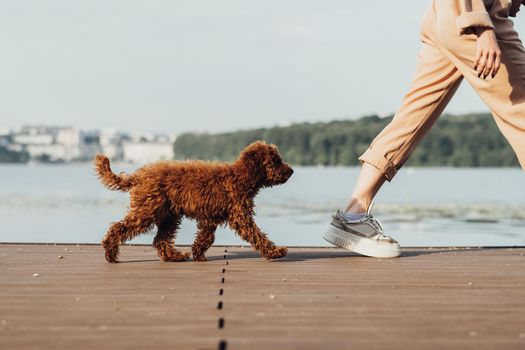 Little dog breed toy poodle walking with owner outdoors