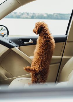 Dog breed toy poodle looking out from car window, beautiful little redhead puppy sitting inside automobile