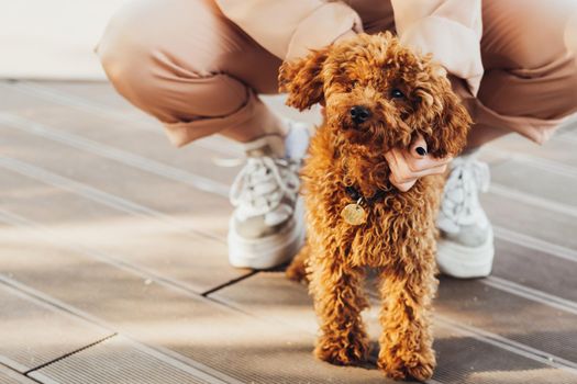 Beautiful redhead dog breed toy poodle called Metti with owner outdoors