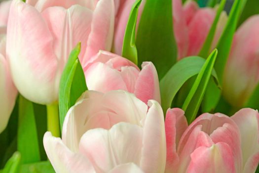 Bouquet of beautiful and fresh flowers from tulips. The background of nature