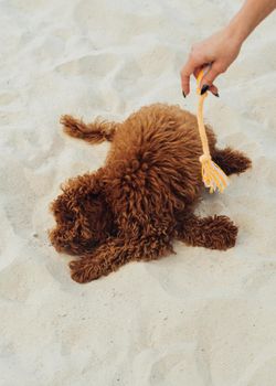 Funny toy poodle having fun on the sand, playful redhead dog outdoors