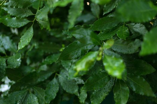 Fresh bay feaves background. Close up laurel tree branches