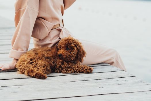 Cute little toy poodle laying on pier, woman enjoy company with her four paws pet