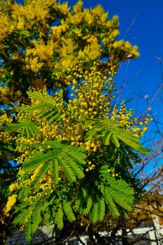 Blooming mimosa in the park in early spring
