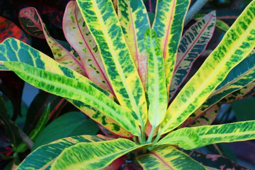 Close-up of the houseplant Codieum variegated