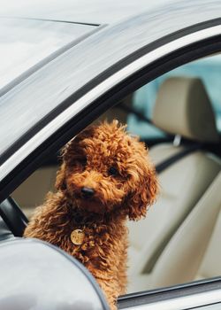 Dog breed toy poodle looking out from car window, beautiful little redhead puppy sitting inside automobile