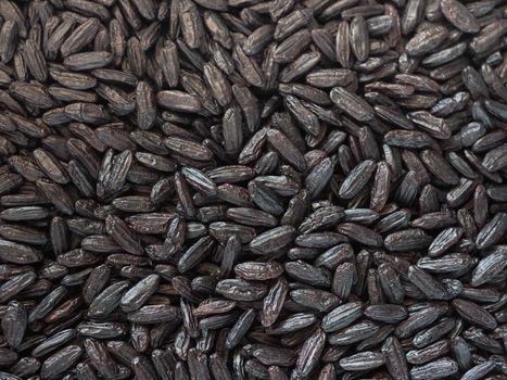 venus black rice medium grain Italian and Chinese crossbreeding variety