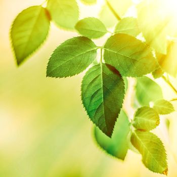 green leaves - nature backgrounds and springtime styled concept