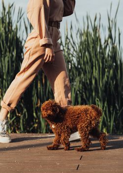 Little dog toy poodle walking with owner outdoors