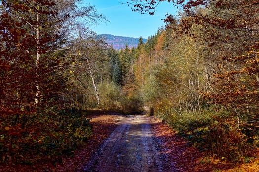 a wide way leading from one place to another, especially one with a specially prepared surface which vehicles can use. Mountain dirt country road in bright multi colored autumn colors in the sun.