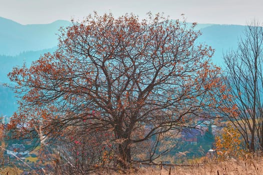 Autumn is the most colorful time of the year from all seasons, when nature changes its usual appearance to golden colors.Beautiful autumn tree over the village and mountains in a blue haze.