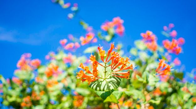 Flowers and nature in the morning Still bright This flower is Lonicera caprifolium, the sky is clear. High quality photo