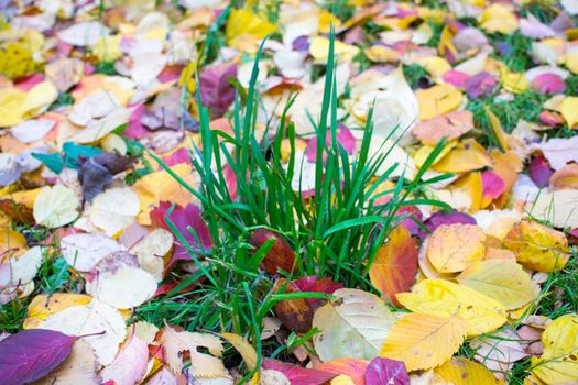 Colorful Golden autumn in the park. Carpet of bright yellow orange color and copper fallen maple leaves on green grass. Ecology concept. Beautiful season landscape. Fall background. Copy space. . High quality photo