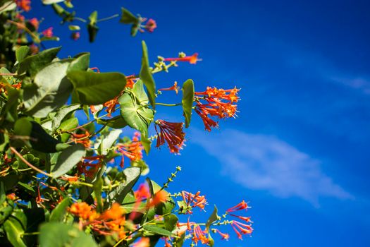 Flowers and nature in the morning Still bright This flower is Lonicera caprifolium, the sky is clear. High quality photo