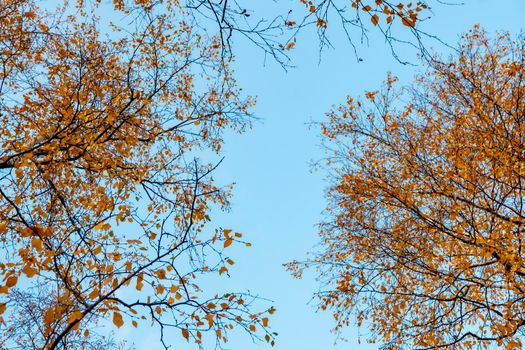 Autumn concept, birch forest. Beautiful natural bottom view of the trunks and tops of birches with golden bright autumn foliage against a blue sky. High quality photo