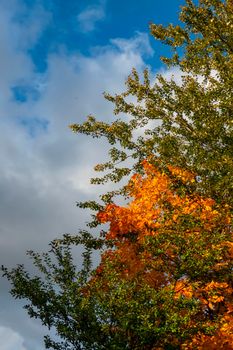 Blue sky with white clouds over the crown of a tree with red and yellow leaves. High quality photo