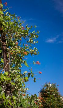 Flowers and nature in the morning Still bright This flower is Lonicera caprifolium, the sky is clear. High quality photo