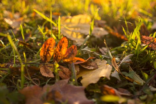 Autumn foliage. Autumn leaves fallen on the ground. Fall leaf. High quality photo