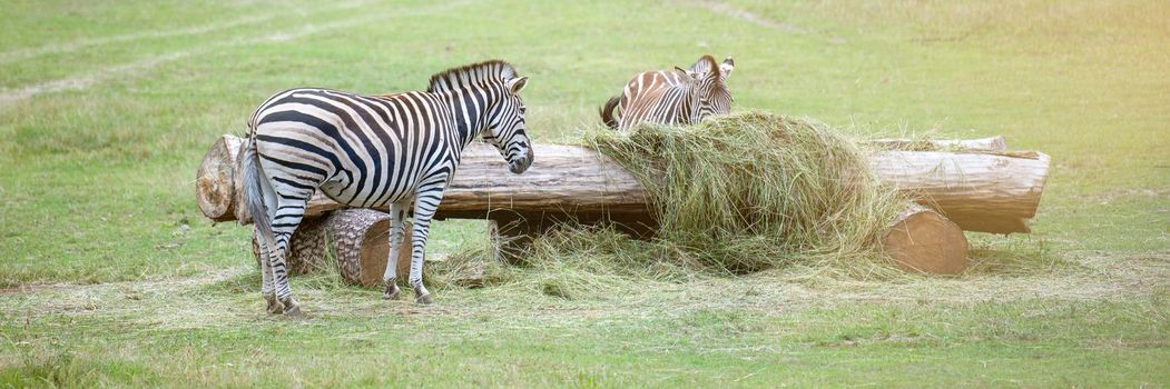 A zebra grazes in a petting zoo. Zebra eats grass from a feeder on a green lawn.