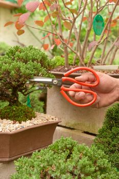 bonsai nursery with variety of species. bonsais, plants and trees.