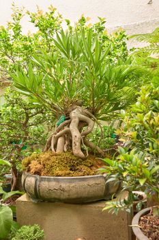 bonsai nursery with variety of species. bonsais, plants and trees.