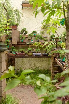 bonsai nursery with variety of species. bonsais, plants and trees.