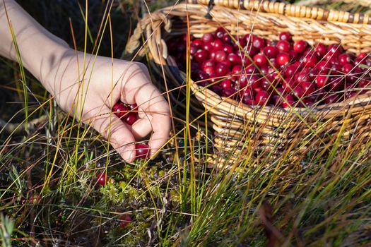 Woman's hand picking ripe cranberries in the swamp.