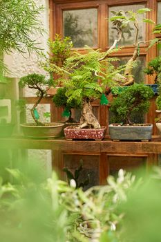 bonsai nursery with variety of species. bonsais, plants and trees.