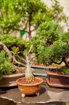 bonsai nursery with variety of species. bonsais, plants and trees.