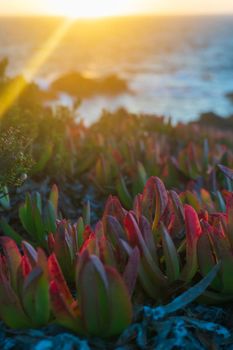 Colorful succulent Carpobrotus chilensis in the rays of the setting sun close up