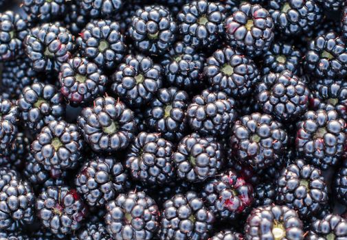 Background from fresh Blackberries, close up. Lot of ripe juicy wild fruit raw berries lying on the table. Top view, Flat lay. High quality photo