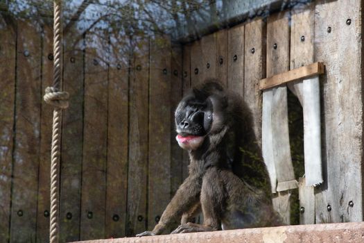 colorful mandril dril monkey with a black muzzle and a blue-pink rainbow booty in the green zoo wuppertal germany, in an aviary behind glass. High quality photo