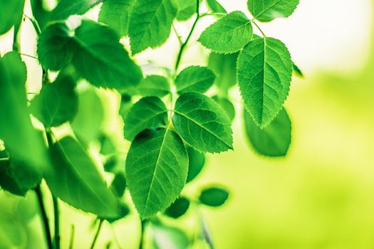 green leaves - nature backgrounds and springtime styled concept