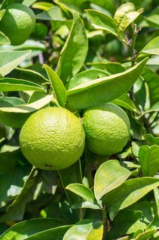 A branch with green ripening oranges in the garden near the house