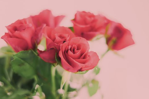 Tender bouquet of roses, floral gift and beautiful flowers closeup