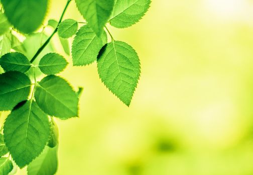 green leaves - nature backgrounds and springtime styled concept