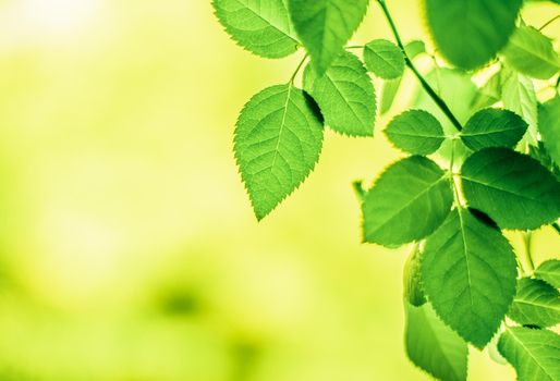 green leaves - nature backgrounds and springtime styled concept